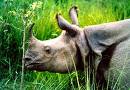 Rhino at Kaziranga