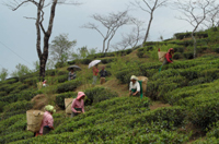 Makaibari, Kurseong