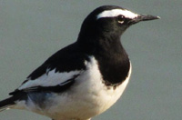 Rishikhola - White Browed Wagtail